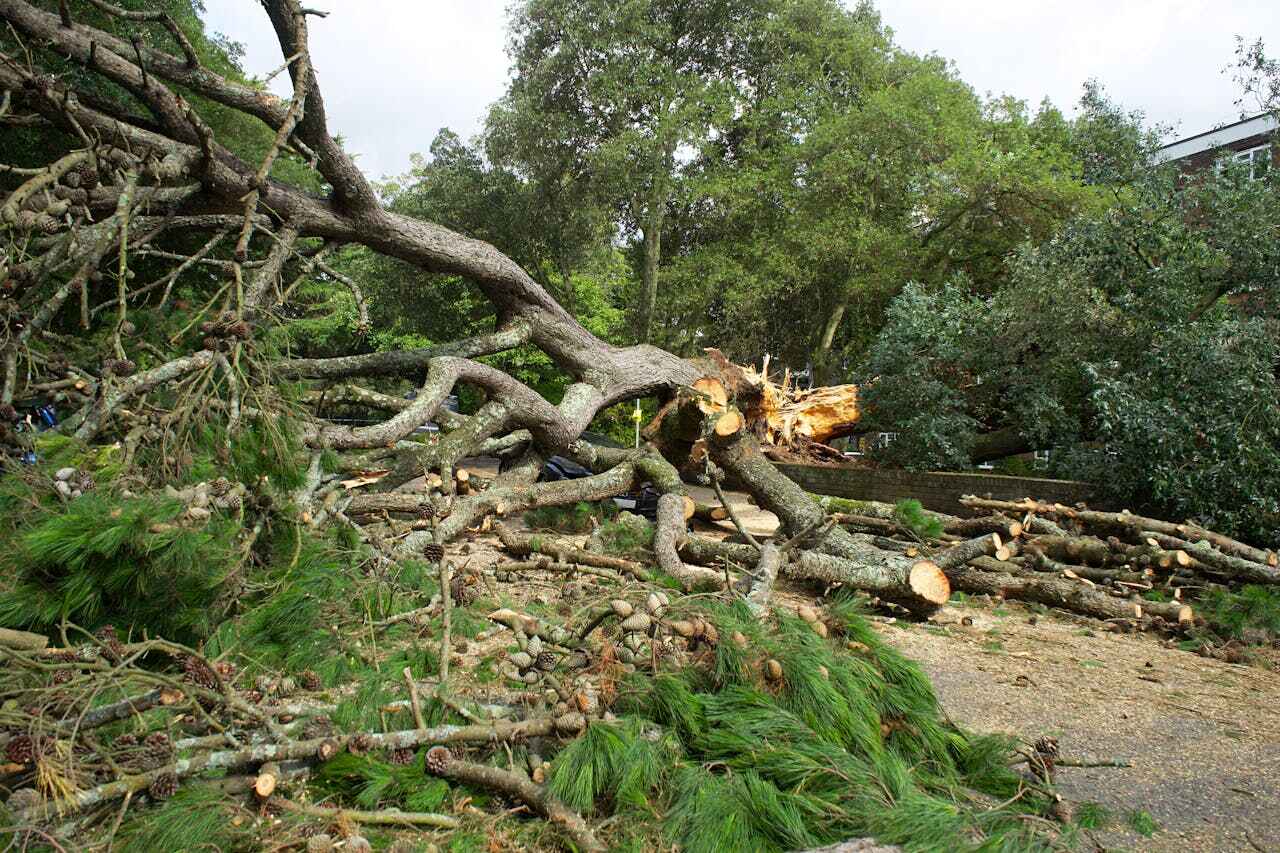 Dead Tree Removal in Mountain View, MO